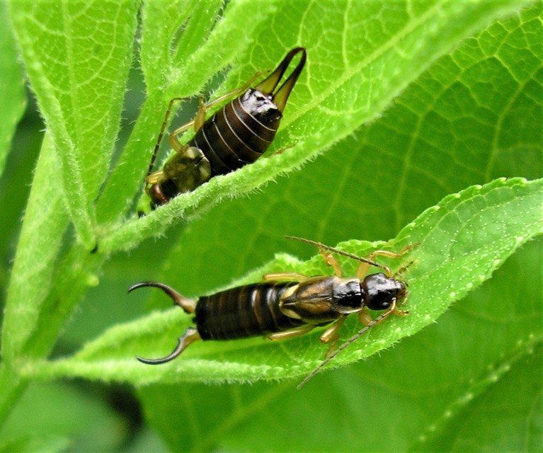 Forficula auricularia - közönséges fülbemászó