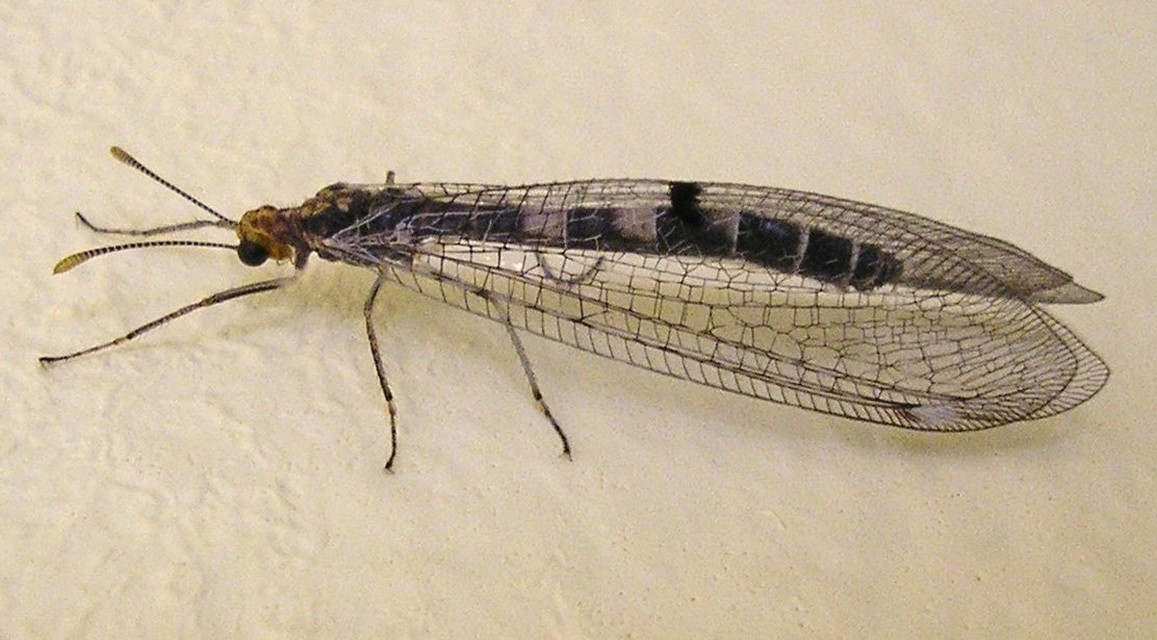 Megistopus flavicornis - kétfoltos hangyaleső