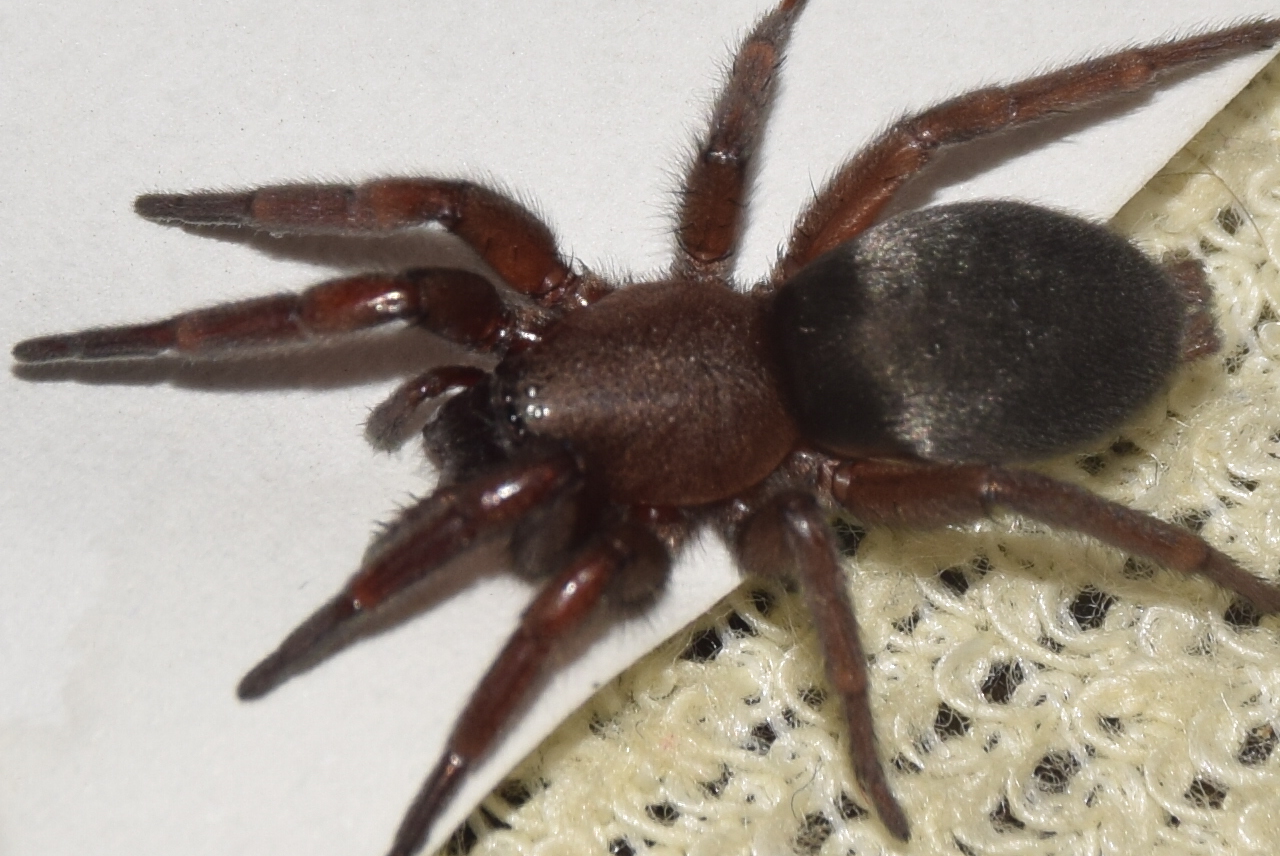 Scotophaeus scutulatus - közönséges egérpók