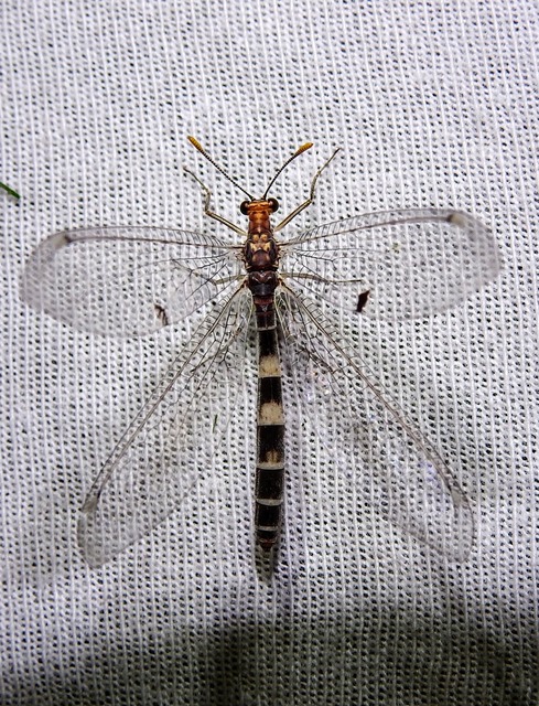 Megistopus flavicornis - kétfoltos hangyaleső