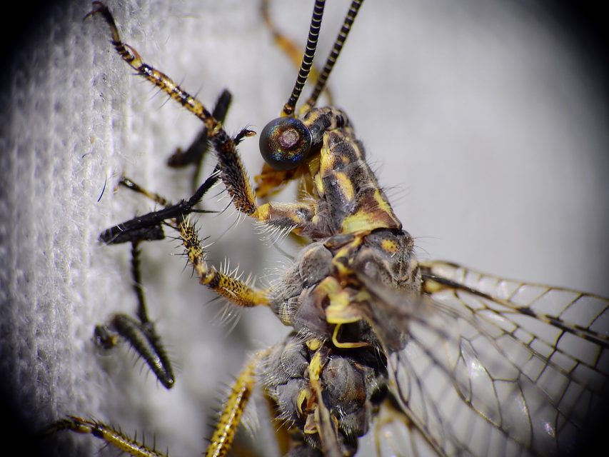 Distoleon tetragrammicus - négyfoltos hangyaleső