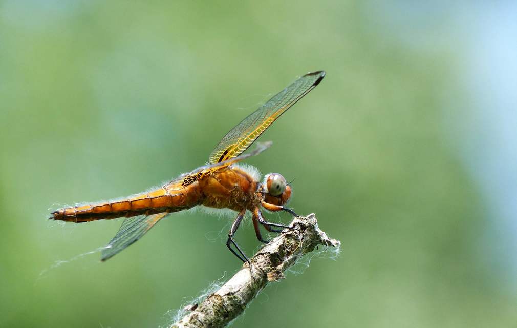 Libellula fulva - kisfoltos laposacsa
