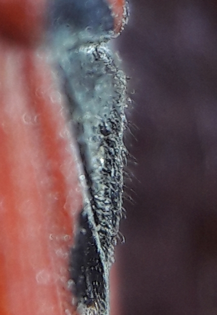 Lygaeus simulans - hamis lovagbodobács