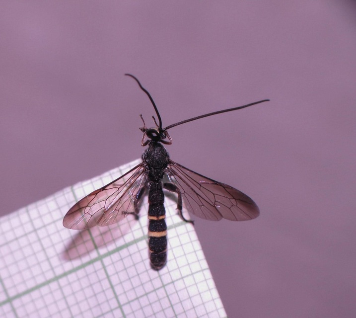 Metopius fuscipennis