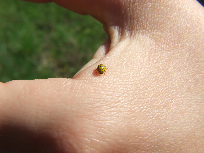 Psyllobora vigintiduopunctata - huszonkétpettyes katica