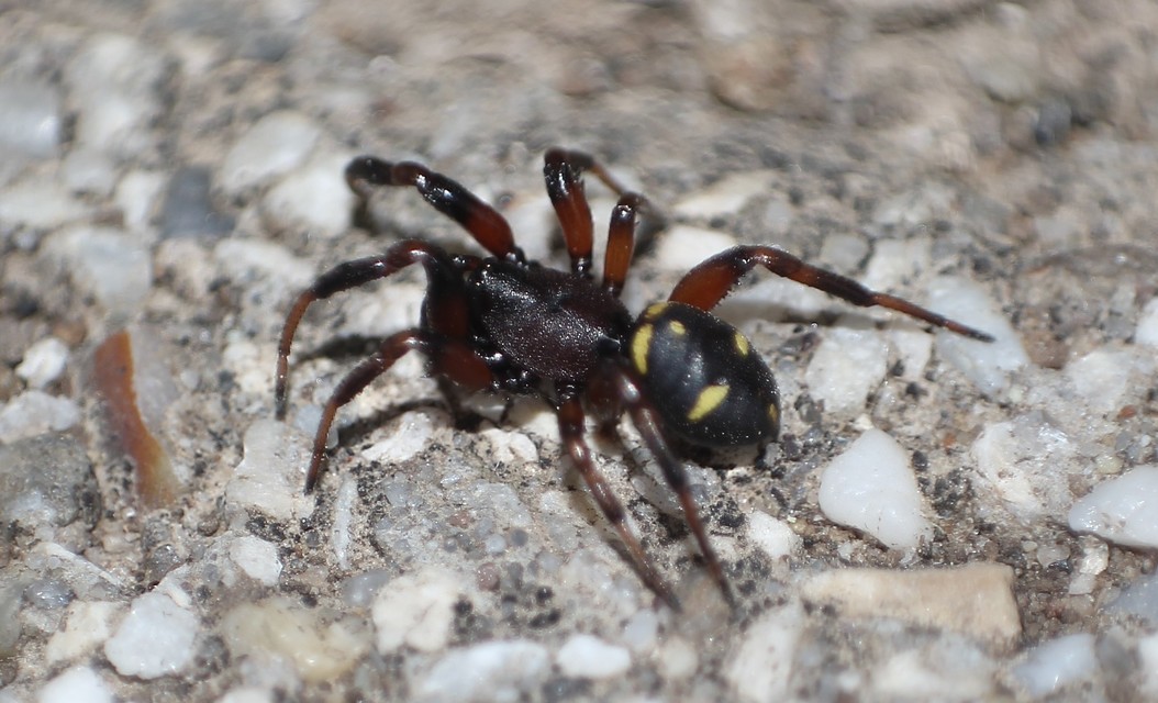 Asagena phalerata
