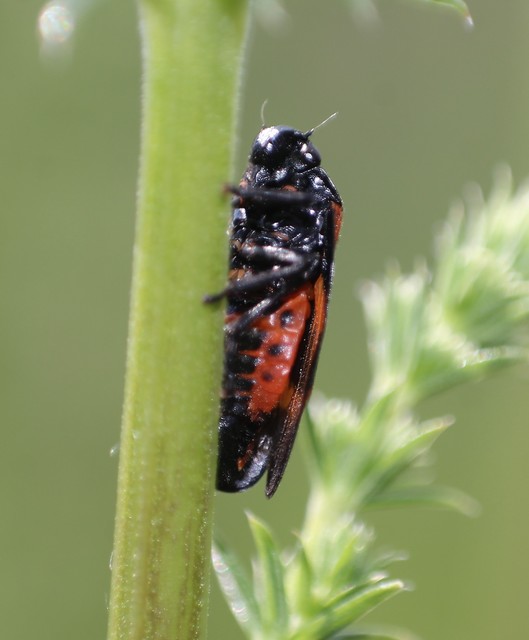 Cercopis