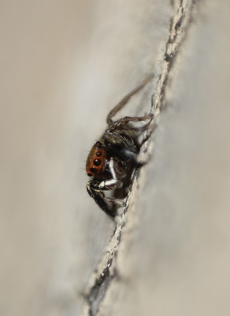 Euophrys frontalis - háromszöges ugrópók