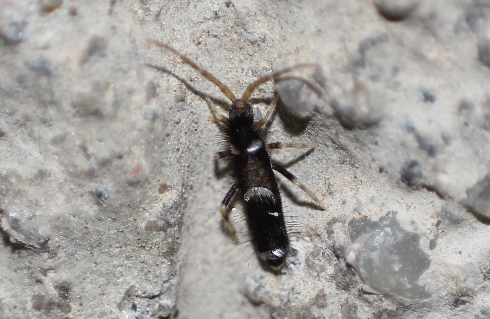 Entomobrya dorsalis