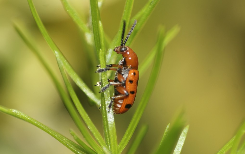 Crioceris duodecimpunctata - tizenkétpontos spárgabogár