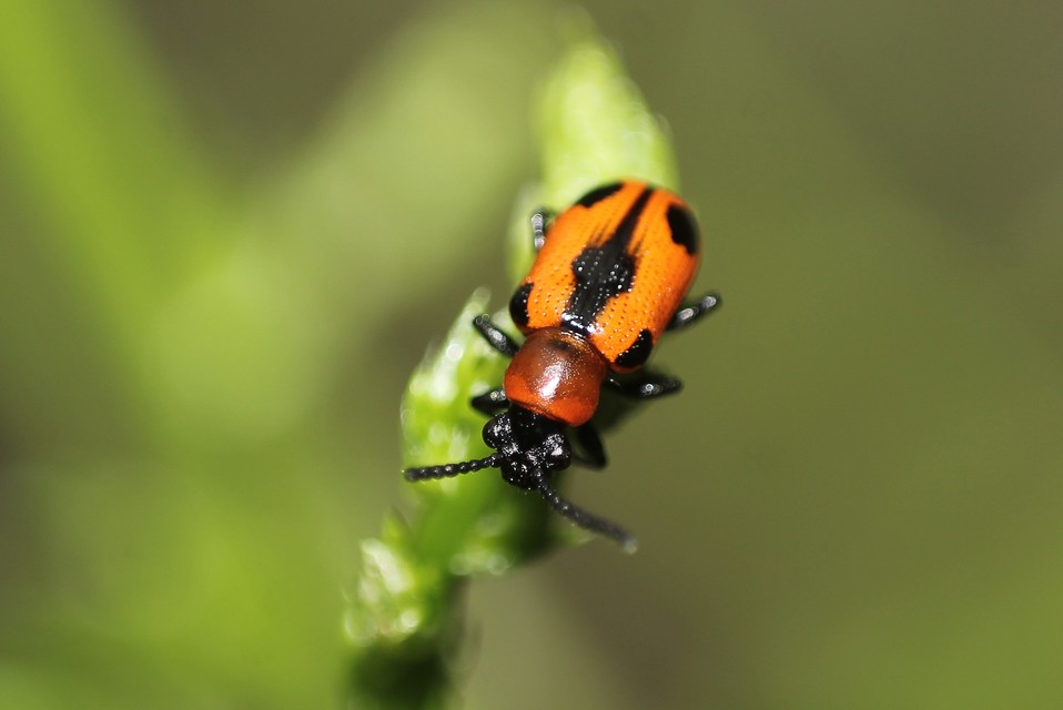 Crioceris quinquepunctata - ötpontos spárgabogár