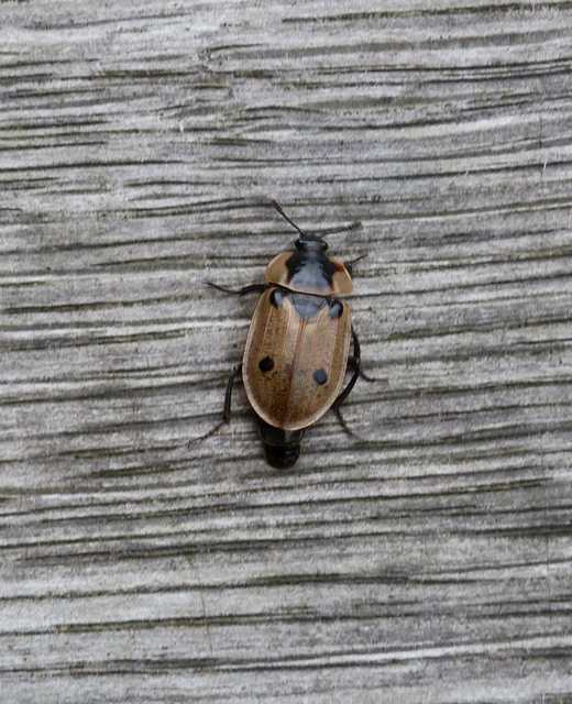 Dendroxena quadrimaculata - négypettyes dögbogár