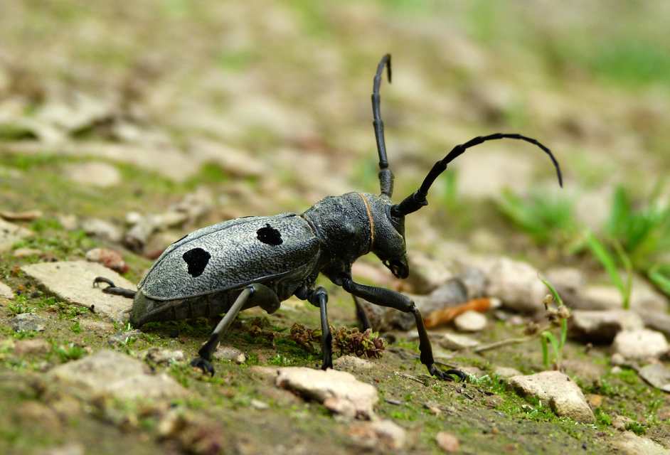Morimus asper funereus - gyászcincér