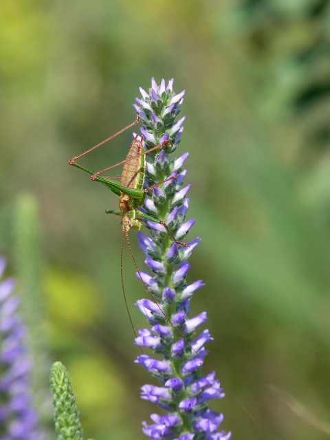 Leptophyes albovittata - közönséges virágszöcske