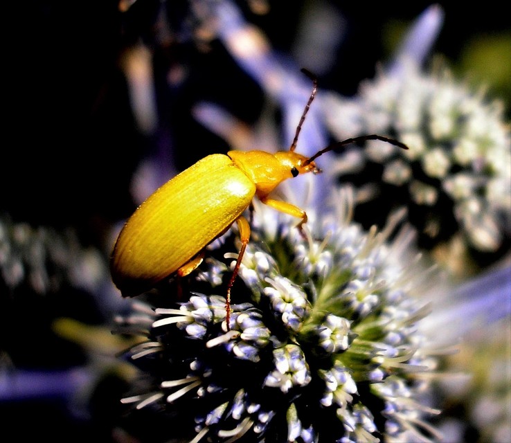 Cteniopus sulphureus - közönséges kénbogár Cteniopus sulphureus - közönséges kénbogár