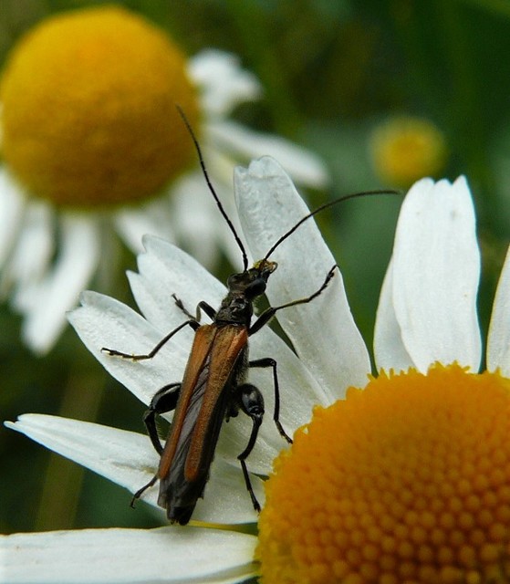 Oedemera femorata - sárgahátú álcincér