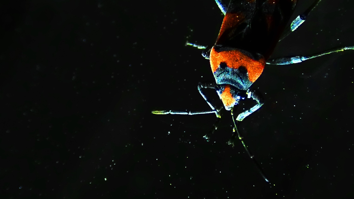 Lygaeus equestris/simulans