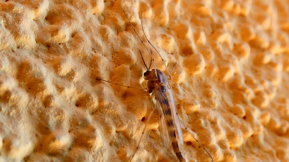 Chironomidae - árvaszúnyogok