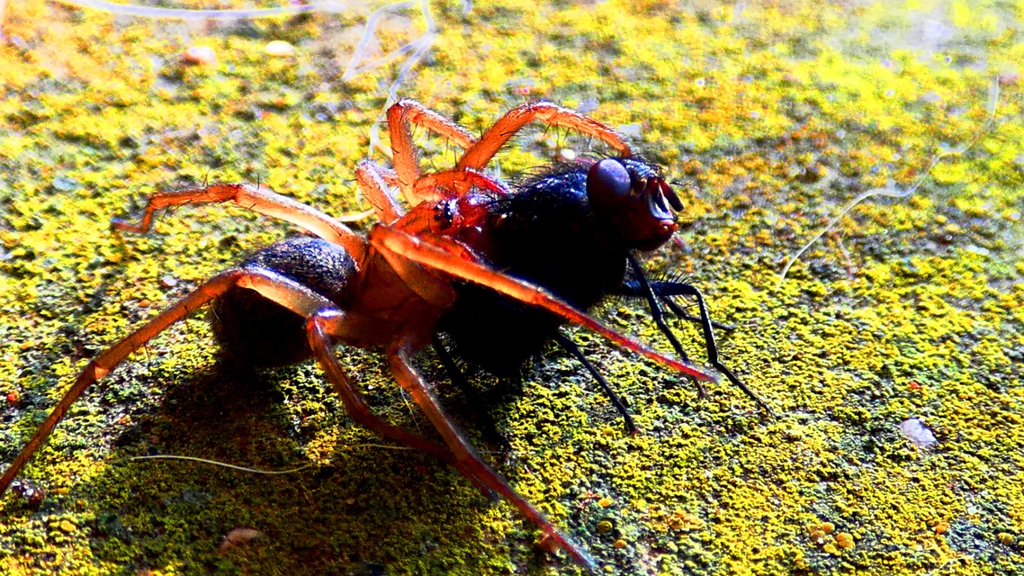 Eratigena
