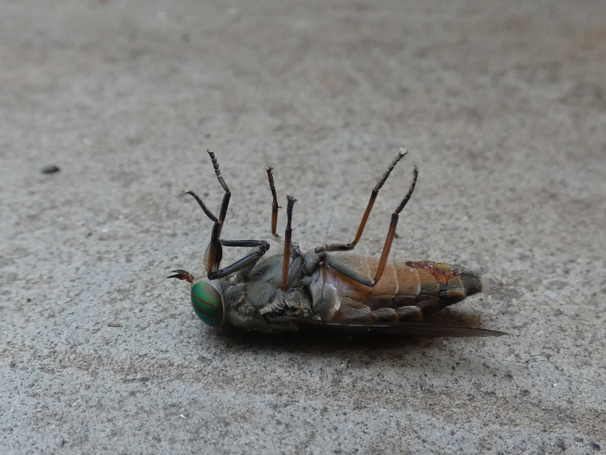 Tabanidae - böglyök