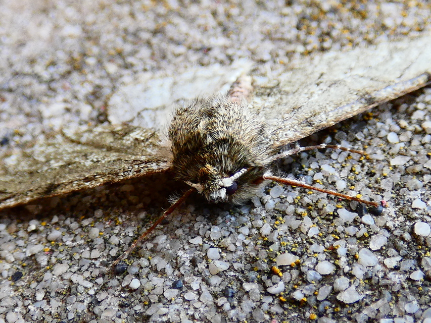 Apocheima pilosaria - zöldes tavasziaraszoló