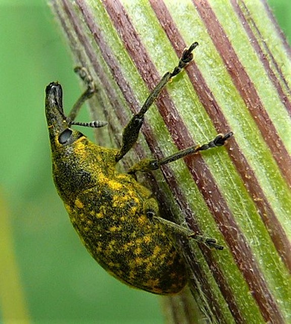 Larinus turbinatus - kúposorrú púderbarkó