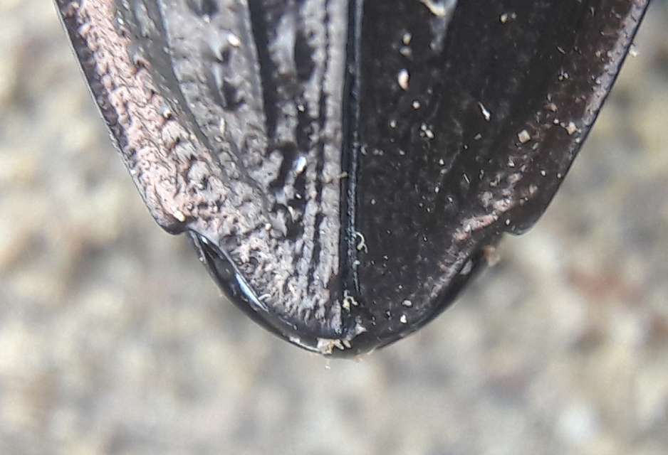 Carabus cancellatus - ragyás futrinka