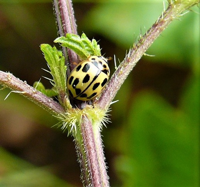 Propylea quatuordecimpunctata - tizennégypettyes füsskata