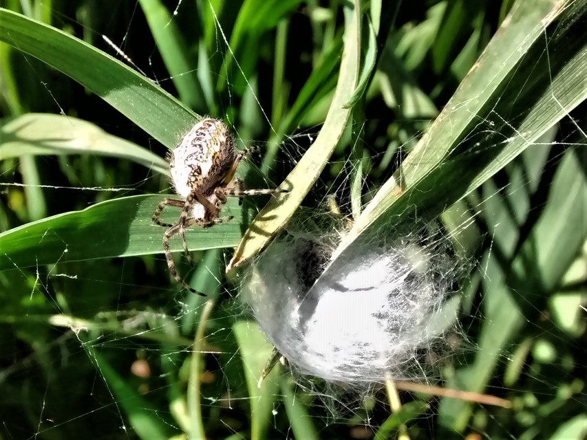 Aculepeira ceropegia - hegyi fehérsávos-keresztespók