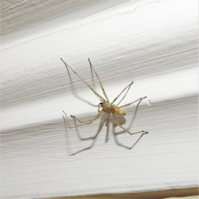 Cheiracanthium mildei - sárga dajkapók