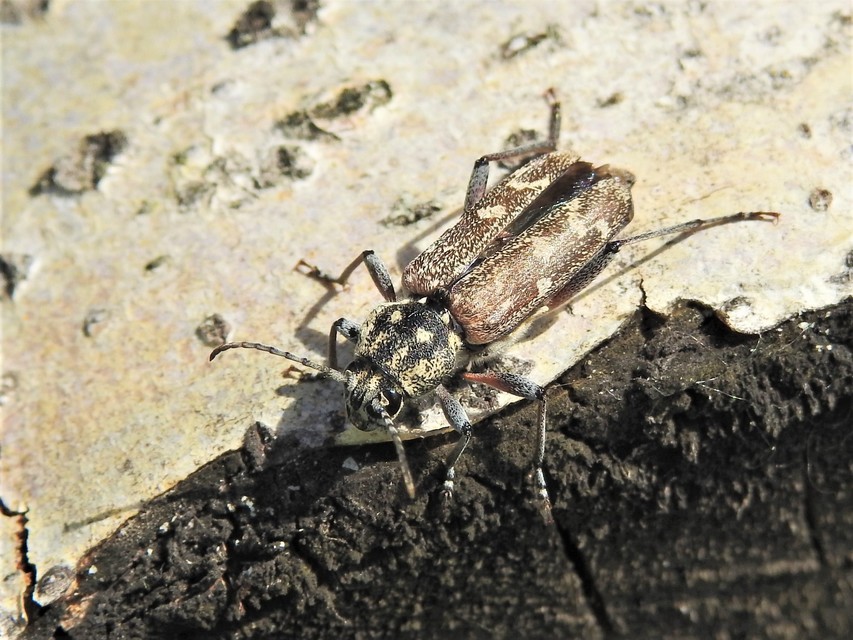 Xylotrechus rusticus - egérszínű darázscincér