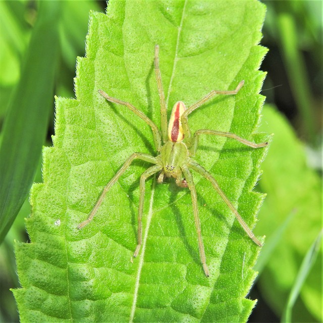 Micrommata virescens - hunyópók