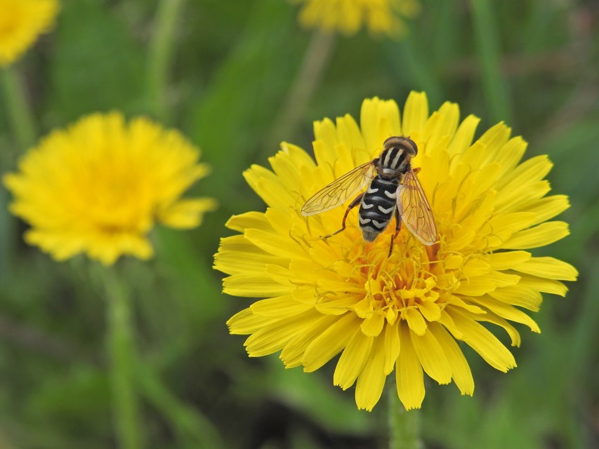 Anasimyia