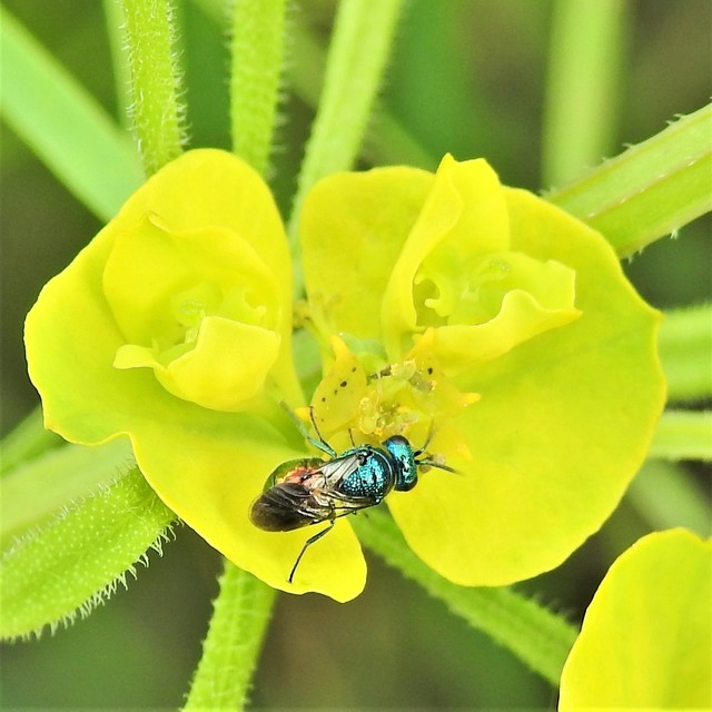 Chrysididae - fémdarazsak
