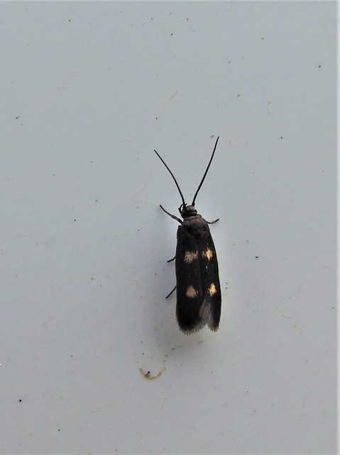 Parascythris muelleri - kétpettyes zöldmoly