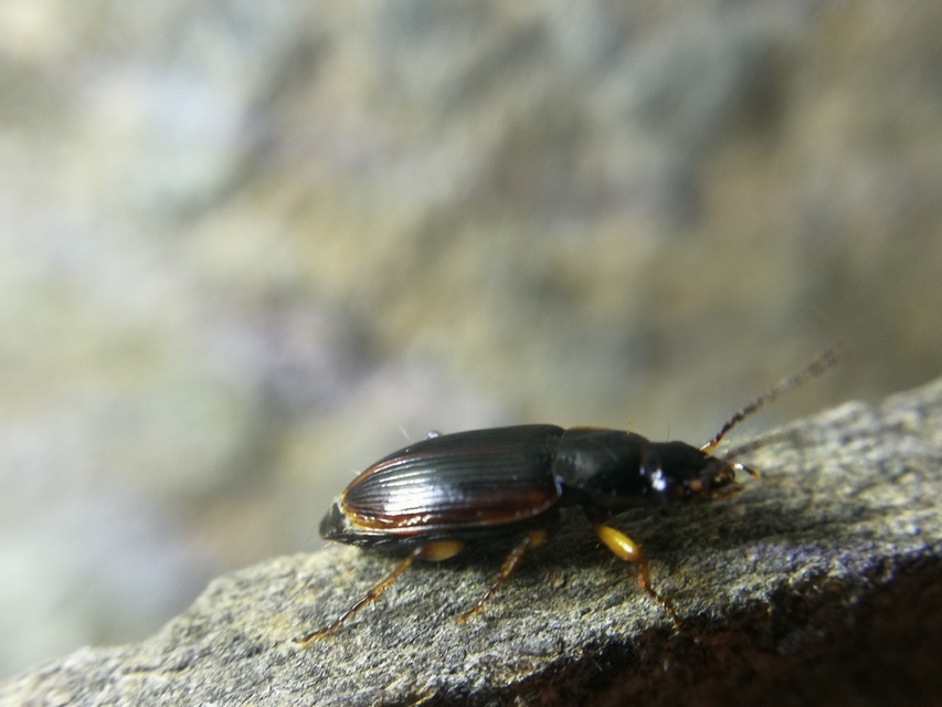 Stenolophus mixtus - közönséges turzásfutó