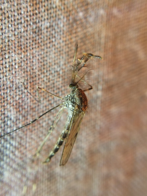 Culicidae - csípőszúnyogok