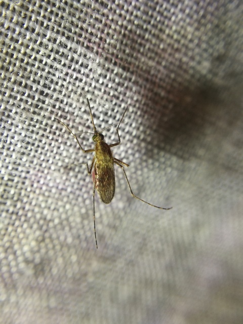 Culicidae - csípőszúnyogok
