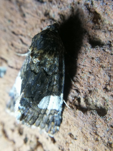 Tyta luctuosa - fekete nappalibagoly