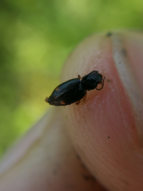 Bembidion assimile - kis gyorsfutó (Bembidion assimile)