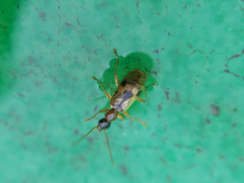 Demetrias imperialis - háromfoltos nádfutó