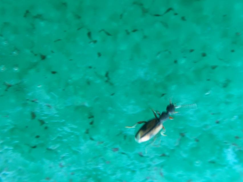 Cordicomus gracilis
