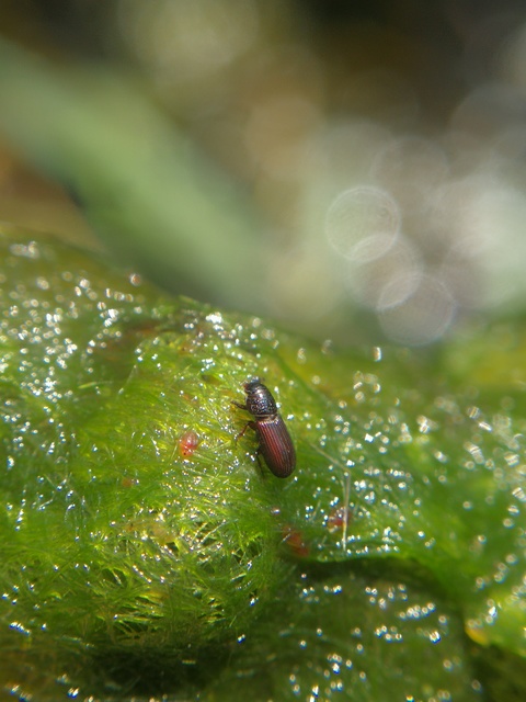 Pleurophorus caesus - hengeres trágyabogár