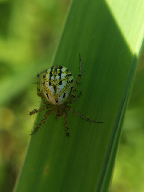 Mangora acalypha - réti keresztespók