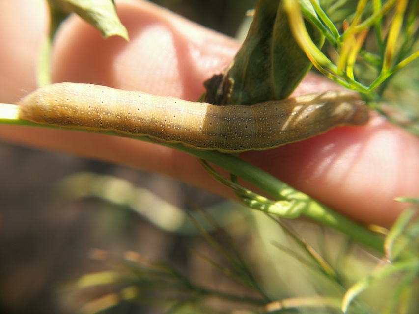 Lacanobia oleracea - saláta-kertibagoly