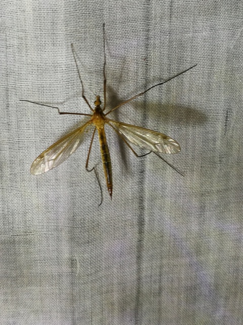 Tipula