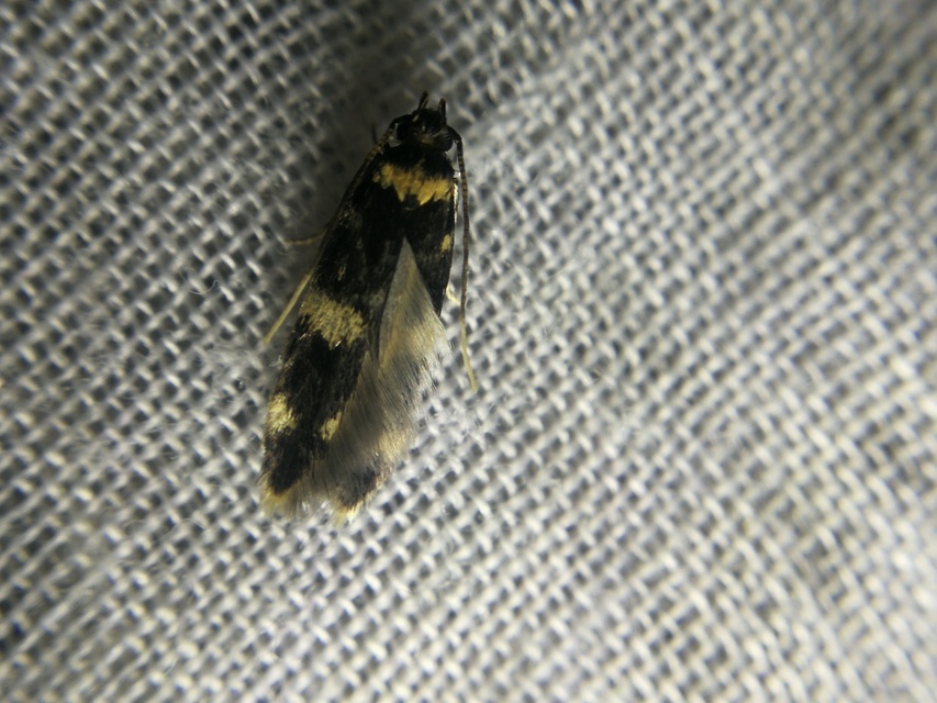 Autostichidae - avarmolyfélék