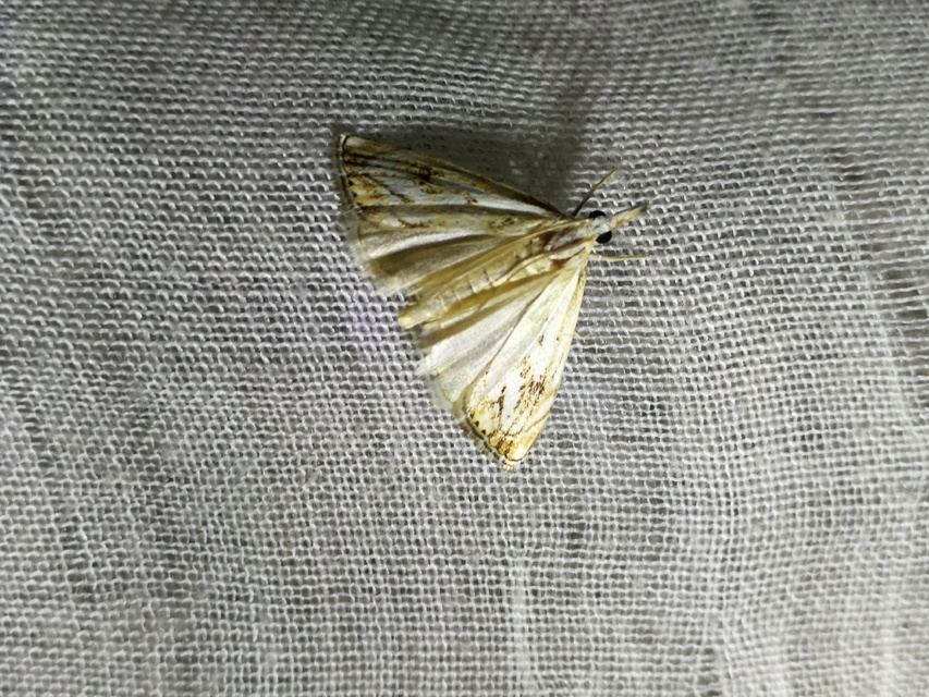Catoptria falsella - hálós fűgyökérmoly
