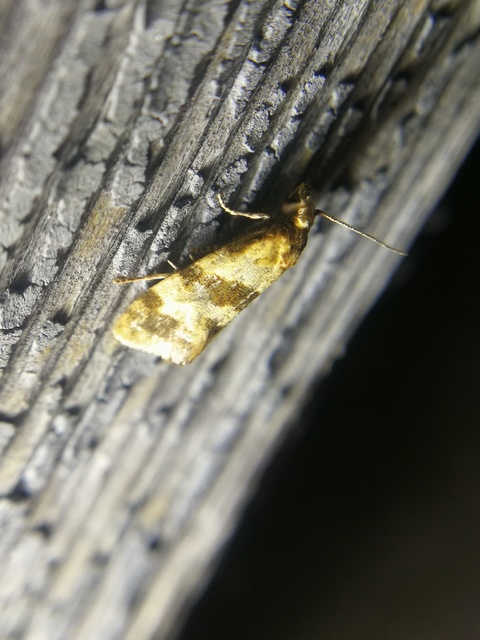 Phalonidia contractana - pipitér-fúrómoly