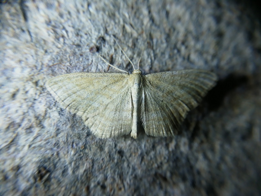 Scopula virgulata - vesszős sávosaraszoló